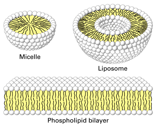 mcb2.20.micelle.jpg