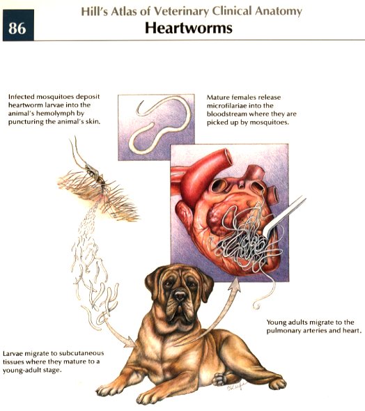 heartworm.jpg