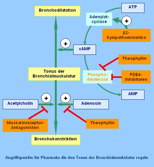 anriffspunkte-bronchialmuskulatur1.jpg