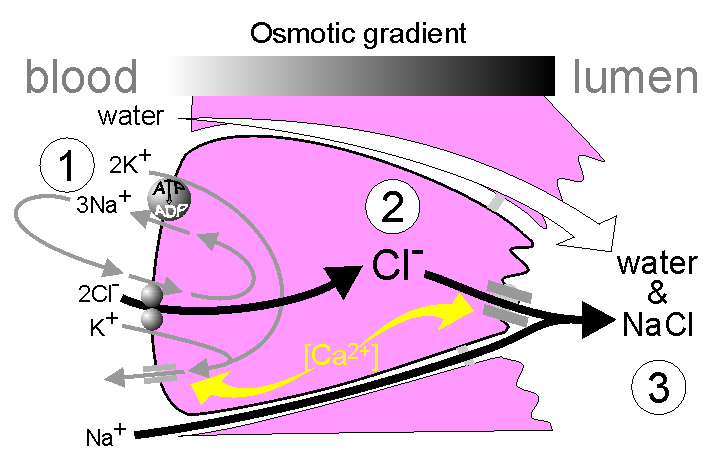 fluid secretion.gif