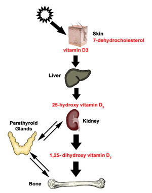 vitamind.jpg