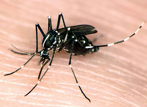 tiger-mosquito.jpg