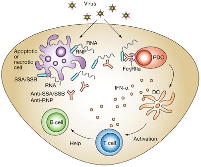 ncprheum0173-f4.jpg