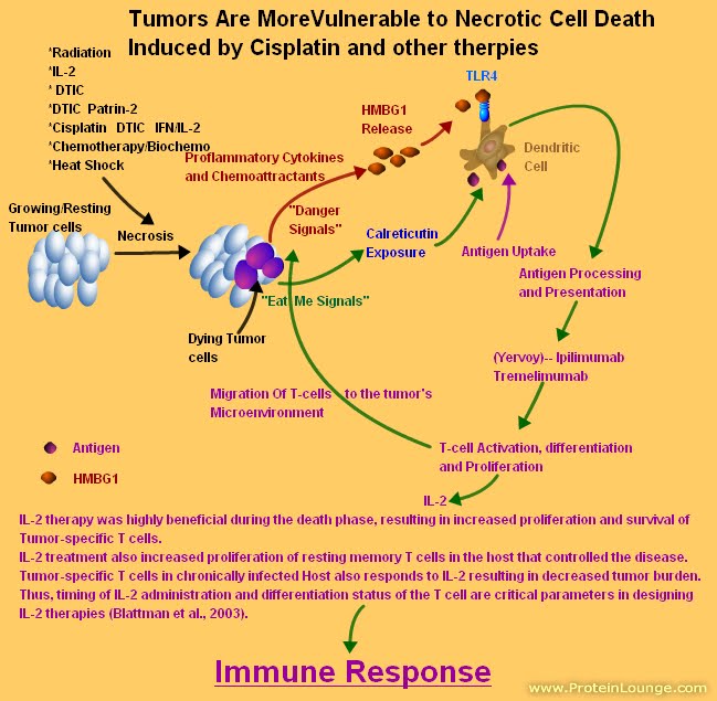 Necrotic Cell Death.jpg