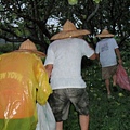 沒有雨不行~~太多雨也不行。我們真的都是要靠天吃飯。