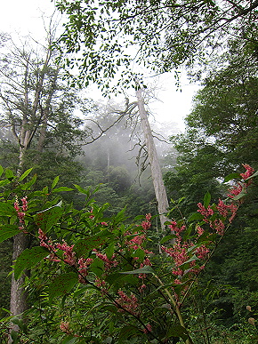 治茆24.JPG