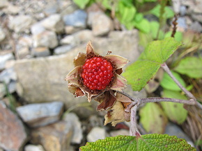 植物1.JPG