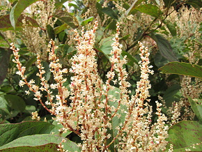 植物5.JPG