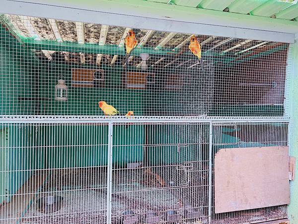 ★台中親子景點推薦★免費親子農場『益健乳羊牧場』可以餵食羊咩 ★台中親子景點推薦★免費親子農場『益健乳羊牧場』可以餵食羊咩