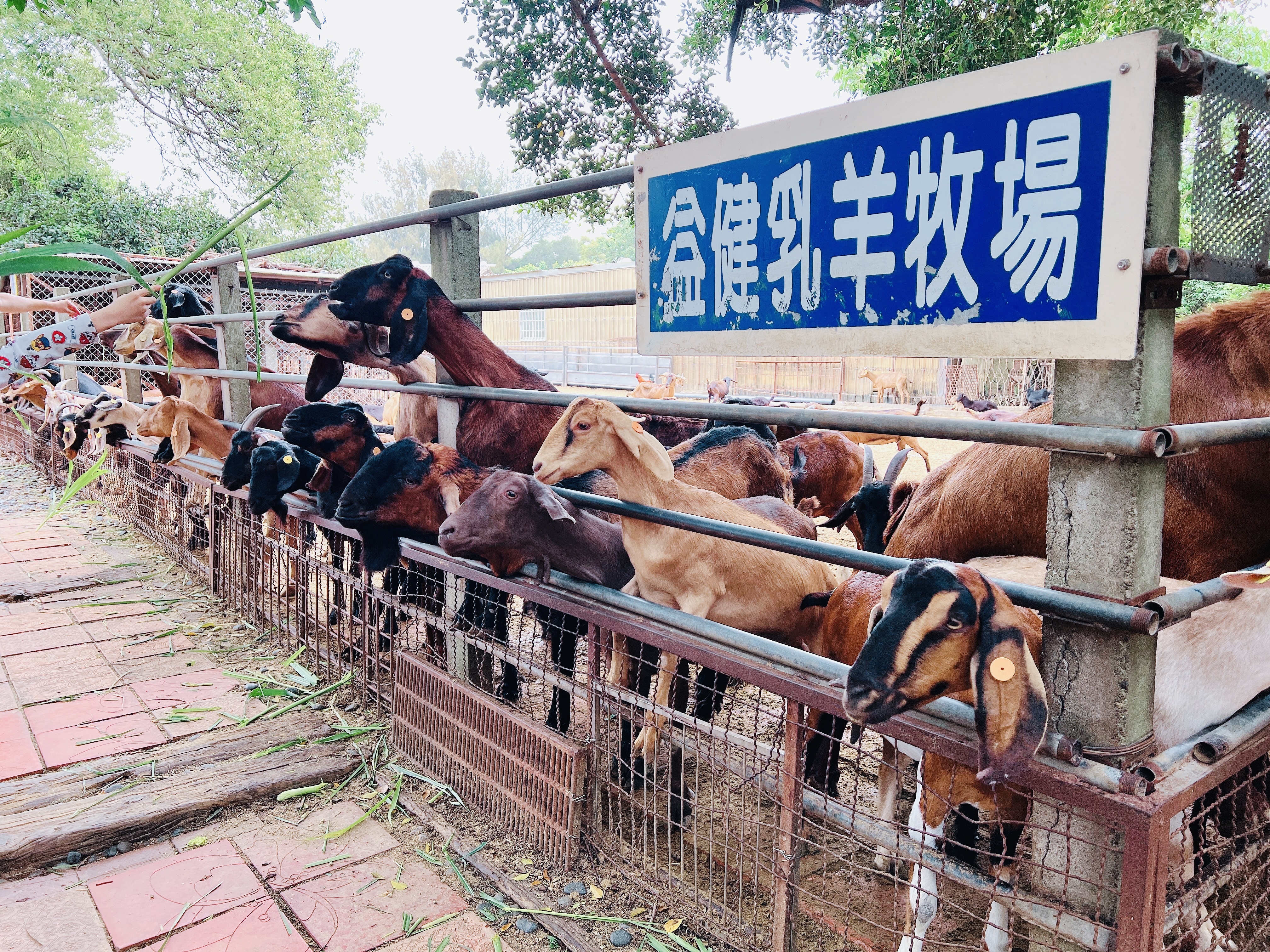 ★台中親子景點推薦★免費親子農場『益健乳羊牧場』可以餵食羊咩 ★台中親子景點推薦★免費親子農場『益健乳羊牧場』可以餵食羊咩