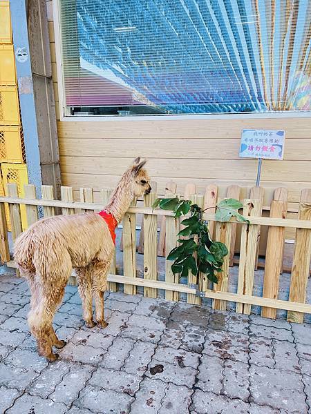 ★嘉義●中埔＊獨角仙休閒農場＊滑草、釣鰲蝦、餵羊駝、生態導覽