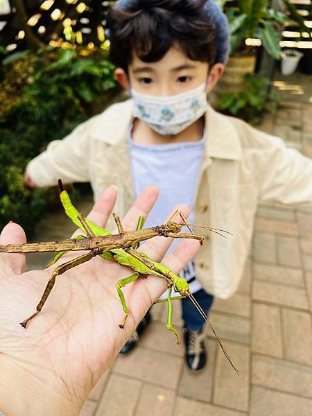 ★嘉義●中埔＊獨角仙休閒農場＊滑草、釣鰲蝦、餵羊駝、生態導覽