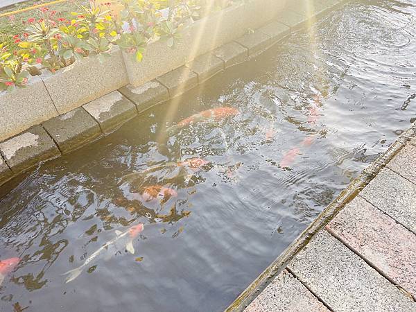 ★彰化●欣蝶園親子休閒農場*假日限定,六歲以下免費入園,還有 ★彰化●欣蝶園親子休閒農場*假日限定,六歲以下免費入園,還有