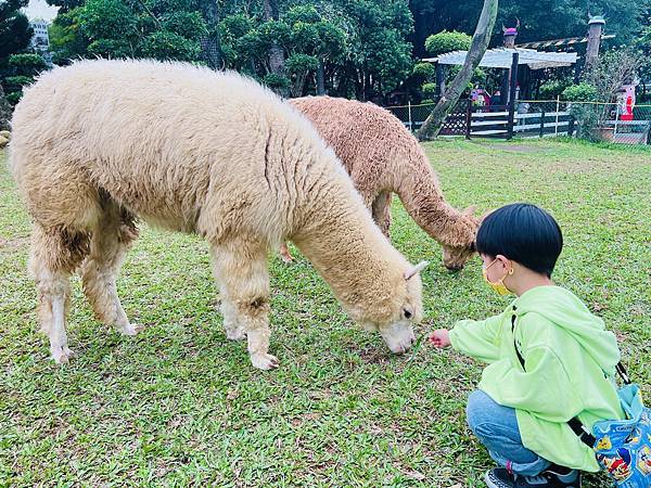 ★桃園●羊世界牧場＆勇伯台灣羊餐廳＊國小以下免費入園，花百元