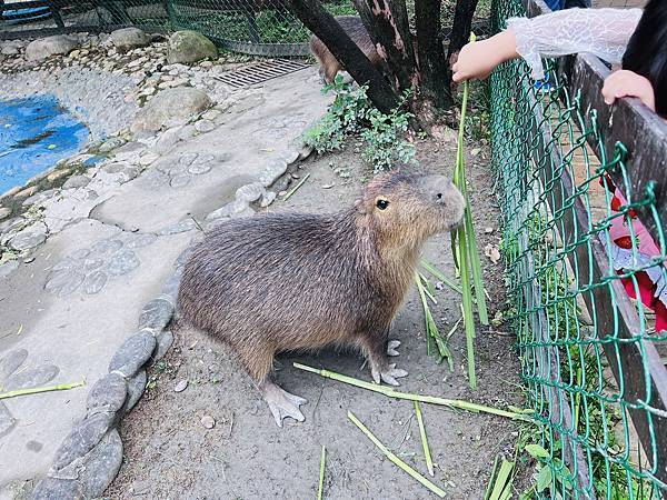 ★桃園●羊世界牧場＆勇伯台灣羊餐廳＊國小以下免費入園，花百元