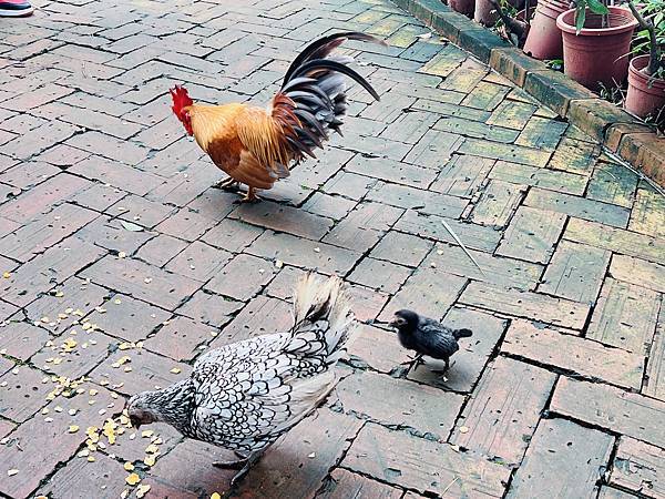 ★桃園●羊世界牧場＆勇伯台灣羊餐廳＊國小以下免費入園，花百元