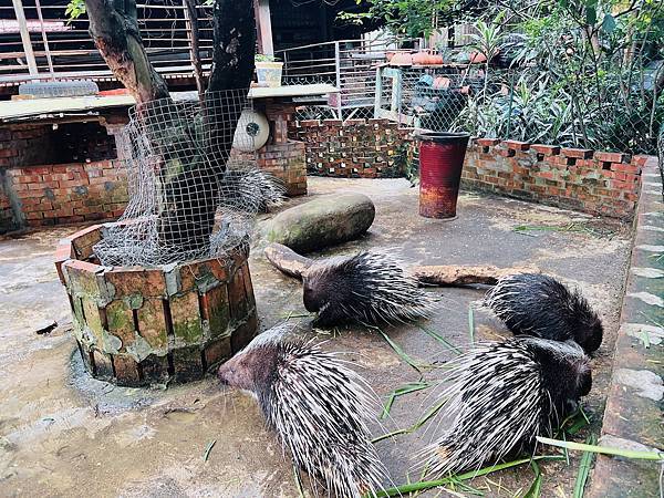 ★桃園●羊世界牧場＆勇伯台灣羊餐廳＊國小以下免費入園，花百元