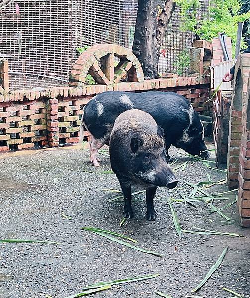 ★桃園●羊世界牧場＆勇伯台灣羊餐廳＊國小以下免費入園，花百元