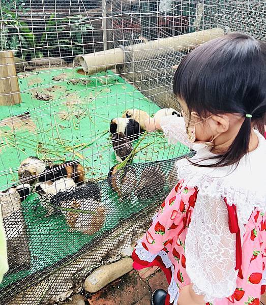 ★桃園●羊世界牧場＆勇伯台灣羊餐廳＊國小以下免費入園，花百元