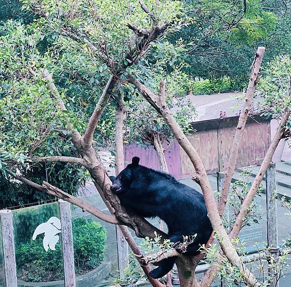★新竹●關西＊六福村主題遊樂園＊號稱台版環球影城，水陸都好玩