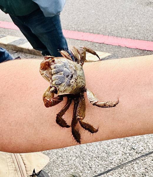 ★台中住宿●蟬說:夕陽漫漫*擁有最美夕陽的高美濕地親子豪華露 ★台中住宿●蟬說:夕陽漫漫*擁有最美夕陽的高美濕地親子豪華露