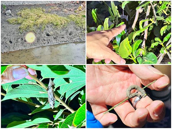 ★台中住宿●蟬說:夕陽漫漫*擁有最美夕陽的高美濕地親子豪華露 ★台中住宿●蟬說:夕陽漫漫*擁有最美夕陽的高美濕地親子豪華露