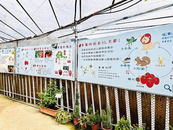 ★台北親子景點推薦★內湖草莓園-碧山路49號*2024年草莓 ★台北親子景點推薦★內湖草莓園-碧山路49號*2024年草莓