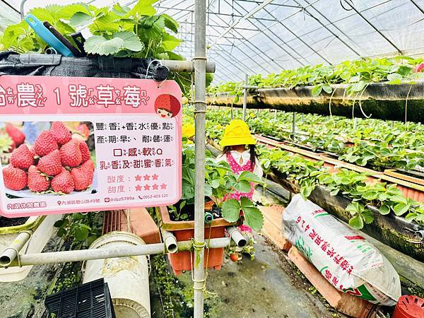 ★台北親子活動●內湖草莓園-碧山路49號＊草莓職人DIY活動