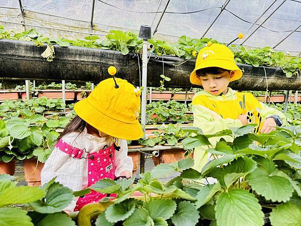 ★台北親子活動●內湖草莓園-碧山路49號＊草莓職人DIY活動