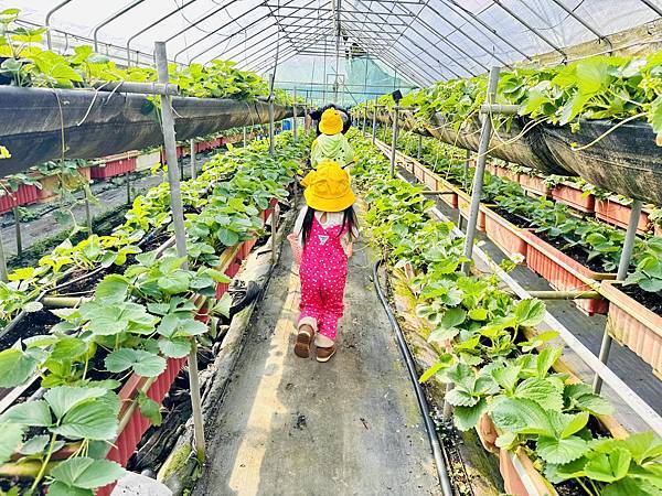 ★台北親子活動●內湖草莓園-碧山路49號＊草莓職人DIY活動