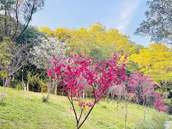 ★桃園●龜山＊隱藏版賞櫻景點『長庚養生文化村』，超適合親子的