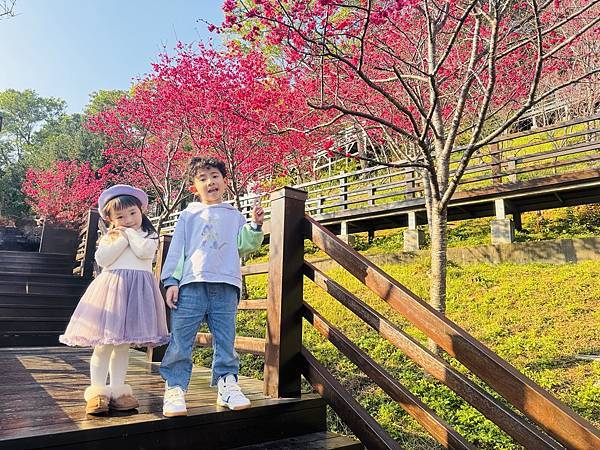 ★桃園●龜山＊隱藏版賞櫻景點『長庚養生文化村』，超適合親子的