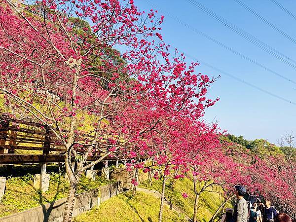 ★桃園●龜山＊隱藏版賞櫻景點『長庚養生文化村』，超適合親子的