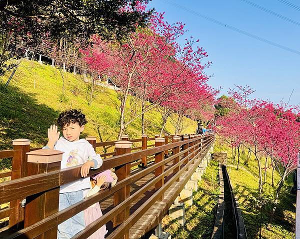 ★桃園●龜山＊隱藏版賞櫻景點『長庚養生文化村』，超適合親子的