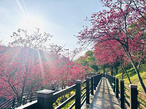 ★桃園●龜山＊隱藏版賞櫻景點『長庚養生文化村』，超適合親子的