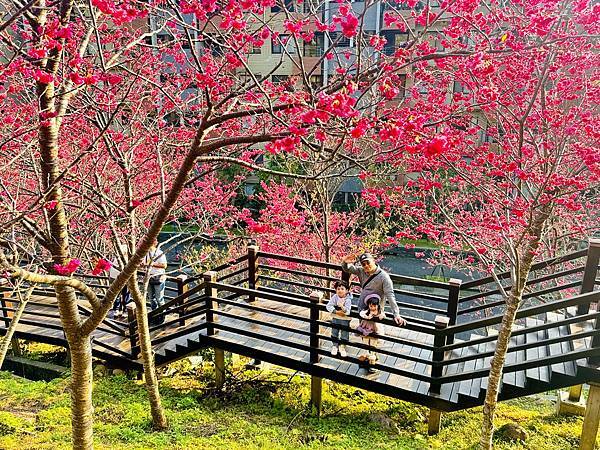 ★桃園●龜山＊隱藏版賞櫻景點『長庚養生文化村』，超適合親子的