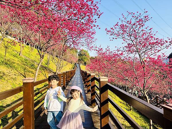 ★桃園●龜山＊隱藏版賞櫻景點『長庚養生文化村』，超適合親子的