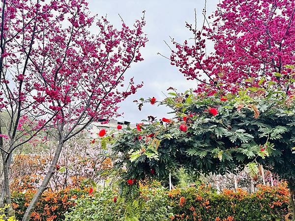 ★新北●鶯歌*最美拍的『鶯歌永吉公園』,擁有雙色櫻花、炮仗花 ★新北●鶯歌*最美拍的『鶯歌永吉公園』,擁有雙色櫻花、炮仗花