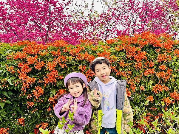 ★新北●鶯歌*最美拍的『鶯歌永吉公園』,擁有雙色櫻花、炮仗花 ★新北●鶯歌*最美拍的『鶯歌永吉公園』,擁有雙色櫻花、炮仗花