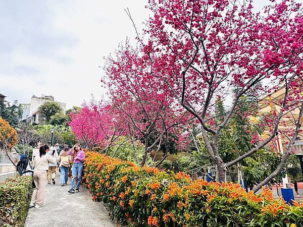 ★新北●鶯歌*最美拍的『鶯歌永吉公園』,擁有雙色櫻花、炮仗花 ★新北●鶯歌*最美拍的『鶯歌永吉公園』,擁有雙色櫻花、炮仗花