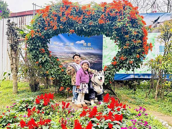 ★新北●鶯歌*最美拍的『鶯歌永吉公園』,擁有雙色櫻花、炮仗花 ★新北●鶯歌*最美拍的『鶯歌永吉公園』,擁有雙色櫻花、炮仗花