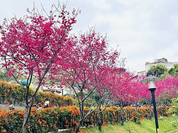 ★新北●鶯歌*最美拍的『鶯歌永吉公園』,擁有雙色櫻花、炮仗花 ★新北●鶯歌*最美拍的『鶯歌永吉公園』,擁有雙色櫻花、炮仗花