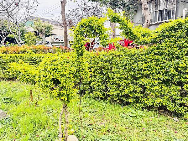 ★新北●鶯歌*最美拍的『鶯歌永吉公園』,擁有雙色櫻花、炮仗花 ★新北●鶯歌*最美拍的『鶯歌永吉公園』,擁有雙色櫻花、炮仗花