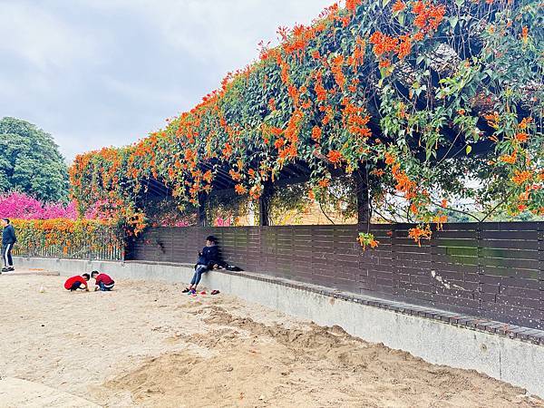 ★新北●鶯歌*最美拍的『鶯歌永吉公園』,擁有雙色櫻花、炮仗花 ★新北●鶯歌*最美拍的『鶯歌永吉公園』,擁有雙色櫻花、炮仗花