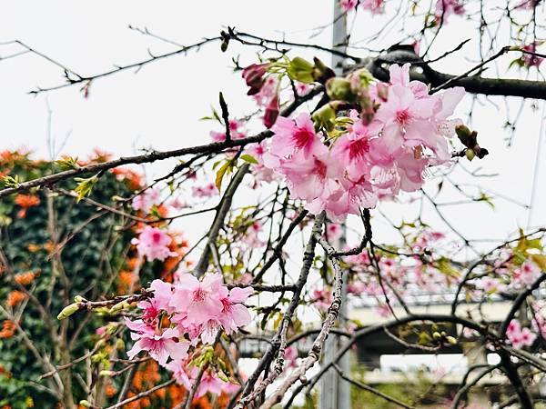 ★新北●鶯歌*最美拍的『鶯歌永吉公園』,擁有雙色櫻花、炮仗花 ★新北●鶯歌*最美拍的『鶯歌永吉公園』,擁有雙色櫻花、炮仗花