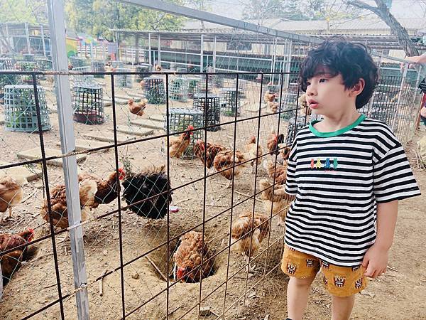 ★桃園●大溪＊富田花園農場＊近距離互動餵食可愛動物、騎馬體驗