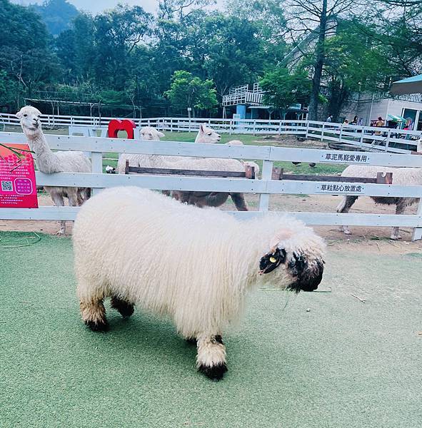 ★桃園●大溪＊富田花園農場＊近距離互動餵食可愛動物、騎馬體驗