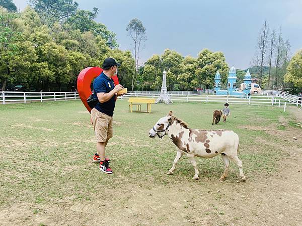 ★桃園●大溪＊富田花園農場＊近距離互動餵食可愛動物、騎馬體驗