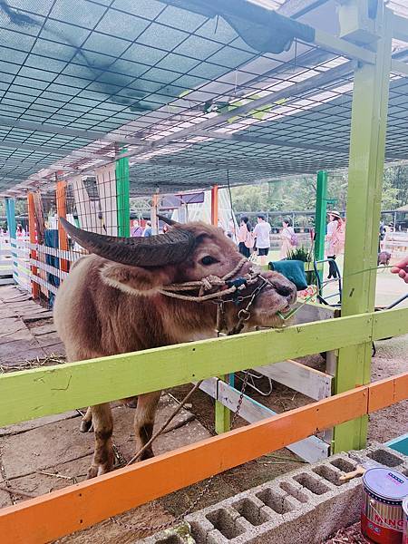 ★桃園●大溪＊富田花園農場＊近距離互動餵食可愛動物、騎馬體驗