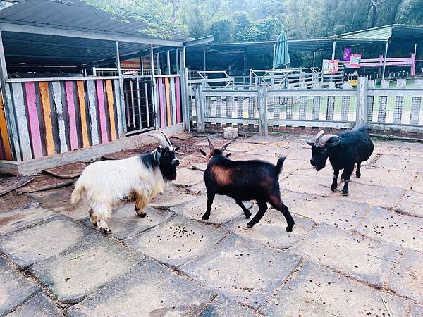 ★桃園●大溪＊富田花園農場＊近距離互動餵食可愛動物、騎馬體驗